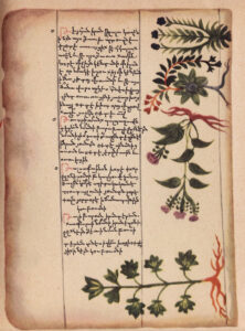 نسخه ای خطی با موضوع طب گیاهی قرن هجدهم میلادی