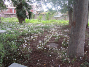 قبرستان ارمنیان رشت