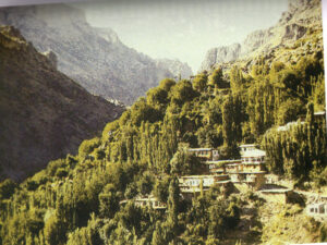 دورنمایی از زیتون