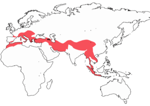 گسل آلپاید یا آلپ ـ هیمالیا، گسلی که از فلات ارمنستان و ایران عبور می کند