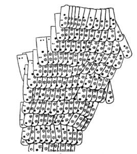 تصویر3: زره پولک‌دار با کتیبه‌ای با نام آرگیشتی اول منبع: پیوتروفسکی، همان، ص241