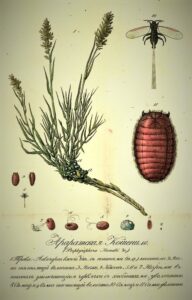 تصویر نخستین گزارش رسمی جوزف هامل و جان براندت دربارۀ قرمزدانۀ ارمنستان