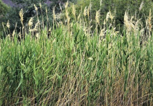 نیستانهای دشت آرارات