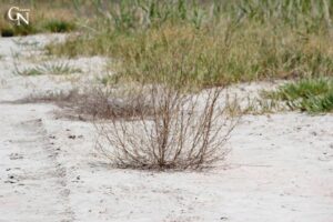 شورهزار و چمنشور، در دشت آرارات