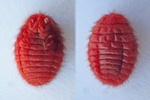 قرمزدانۀ مادۀ دشت آرارات