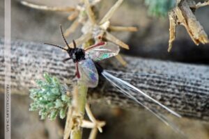 قرمزدانۀ نر دشت آرارات