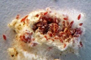 تخم قرمزدانه در درون پیله